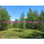 Продаю участок за ! Московская область,Городской округ Щелково рп. Монино Ягодная 108.